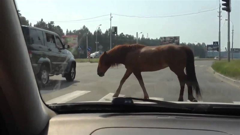 Көлік жылқыға соғылып бір бала өлді, тағы жетеуі зардап шекті