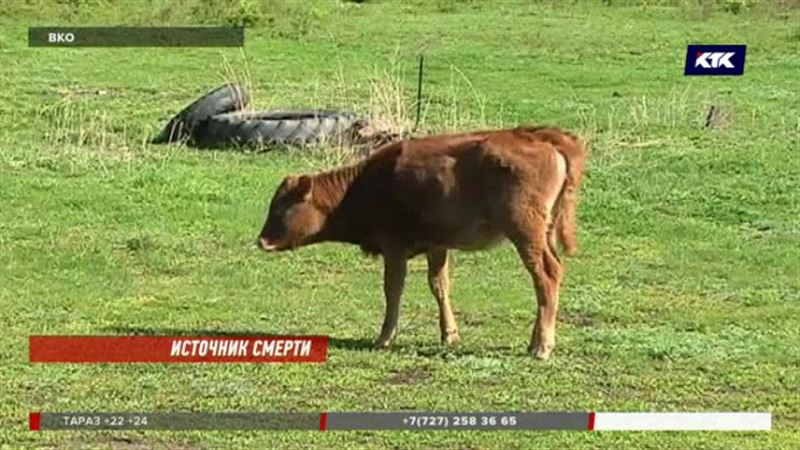 Эпидемиологи ВКО назвали возможный источник заражения сибирской язвой