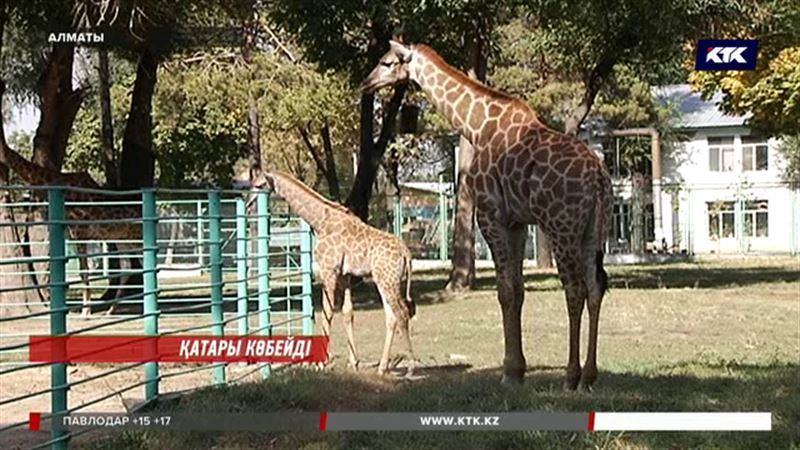 Алматы хайуанаттар бағындағы аң-құстың қатары көбейді