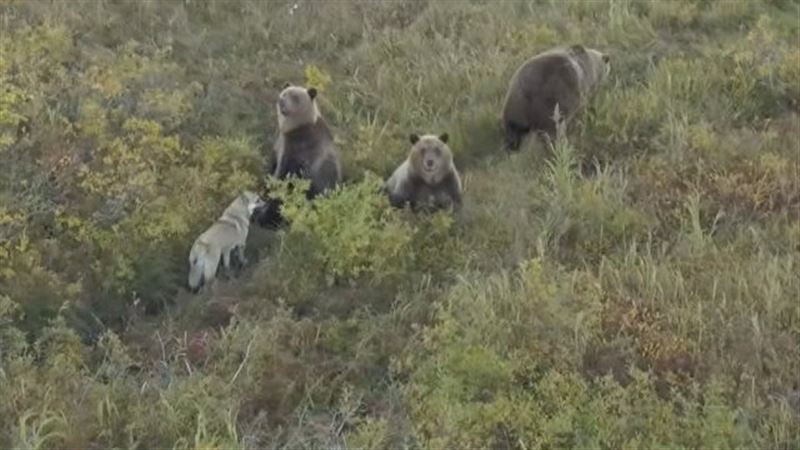 Собака — друг медведя: на Камчатке лайка сдружилась с семьей хищников  