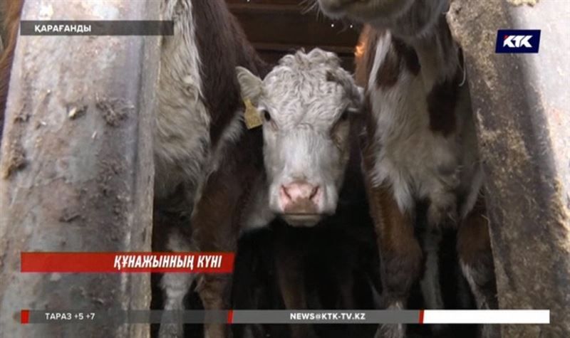 Қарағанды облысында асыл тұқымды мал сатып алған кәсіпкерлер мол шығынға батқалы тұр