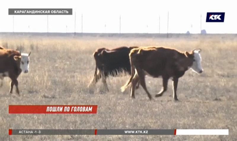 Импортных бурёнок, которых купили карагандинские фермеры, требуют вернуть