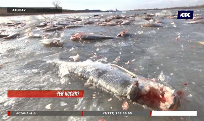 Побережье Урала усыпано мертвой рыбой