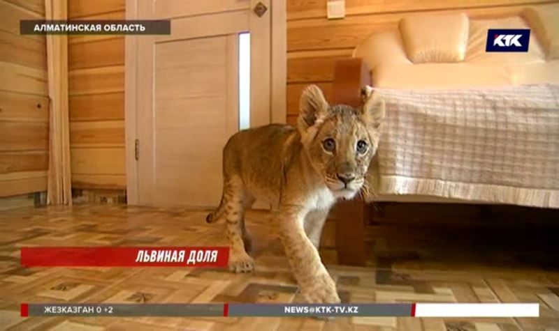 Львёнка сдавал в аренду для фотосессий житель Алматы