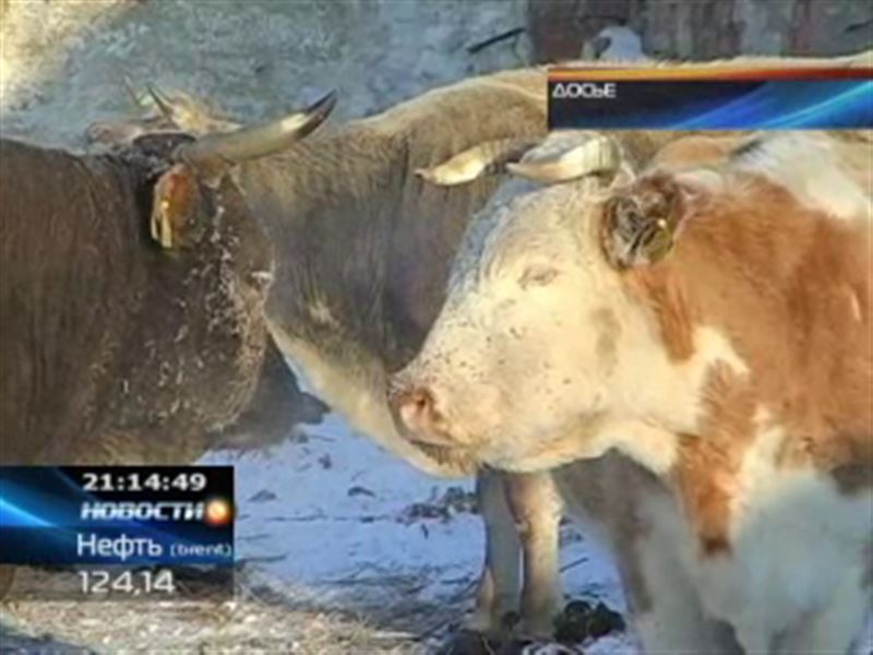 Жамбылские ветврачи попали под пристальное внимание прокуроров