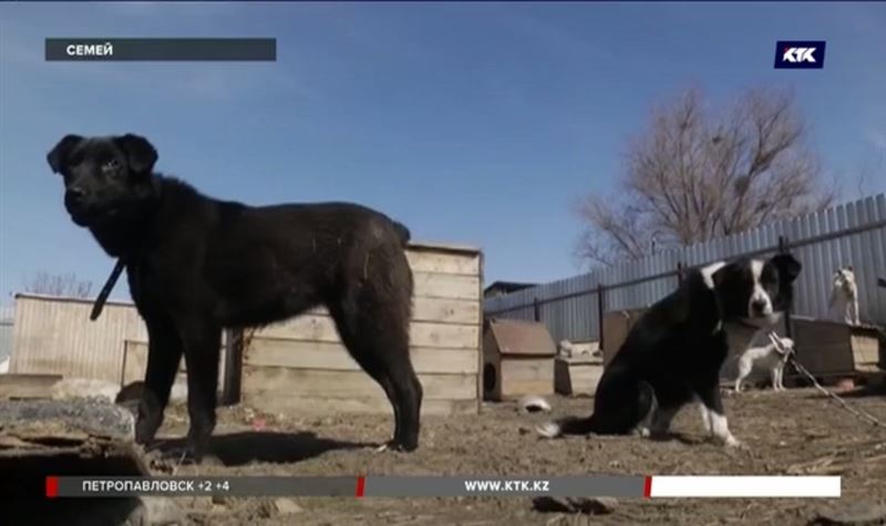 Собачий приют в дачном массиве Семея требуют закрыть, а животных усыпить