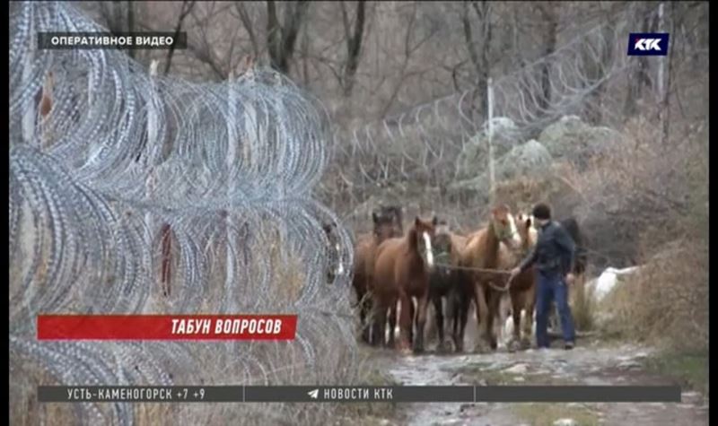 Отдавать контрабандных лошадей и коров в детдома предлагают пограничники