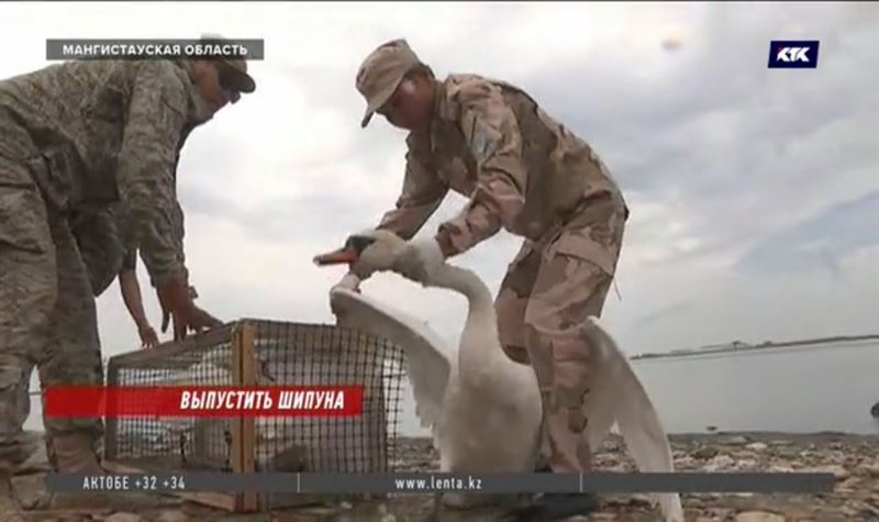 Обессилевших от жары лебедей спасали в Мангистау