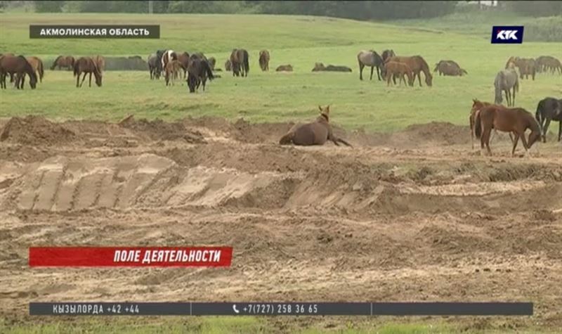 Сельчанам Акмолинской области выделили под пастбища каменистую землю