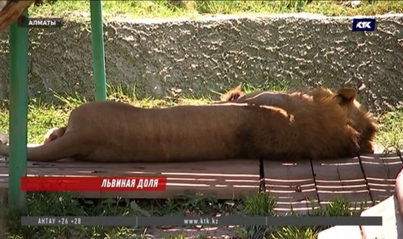 После массовой гибели животных уволили пять работников зоопарка