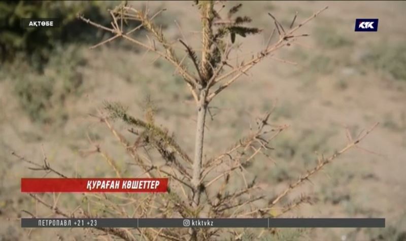 Еш кеткен еңбек! Ақтөбе іргесіне егілген бір миллион түп көшет қурап кетті