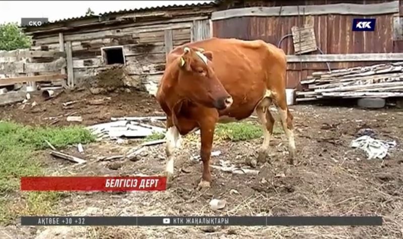 Солтүстік Қазақстан облысында cиырлар жаппай белгісіз дертке шалдығып жатыр