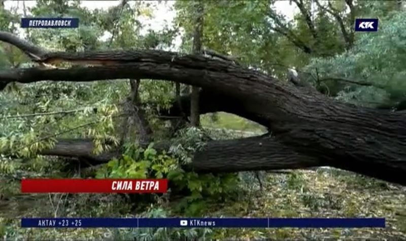 В СКО ураган повалил 20 деревьев и оставил людей без света