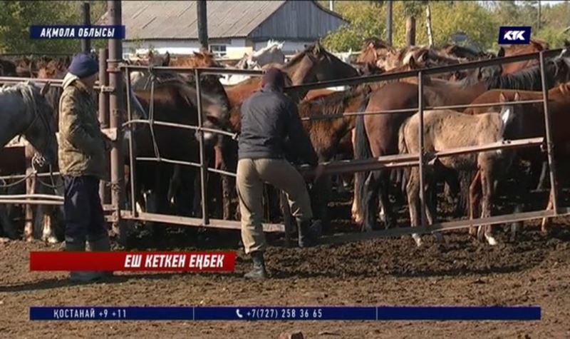 Есіл еңбек! Бір үйір жылқы егілген астықты бір түнде таптап кетті