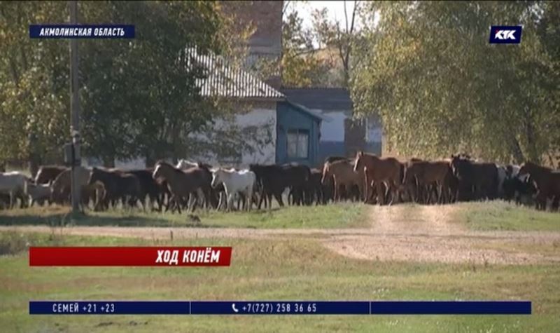 600 лошадей растоптали урожай в Акмолинской области