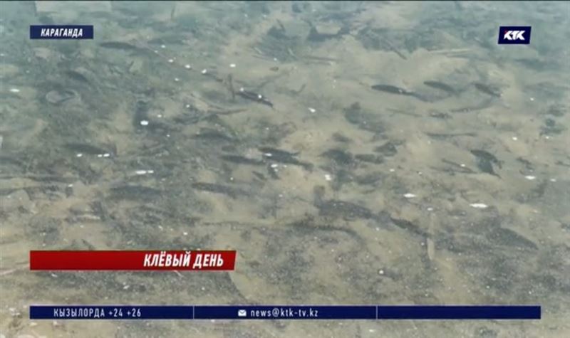 В Фёдоровское водохранилище выпустили 180 тысяч мальков карпа