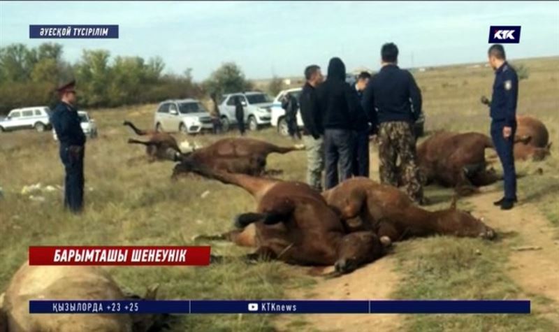 Жылқы ұрлығына Қорғаныс министрлігі қызметкерінің қатысы болуы мүмкін