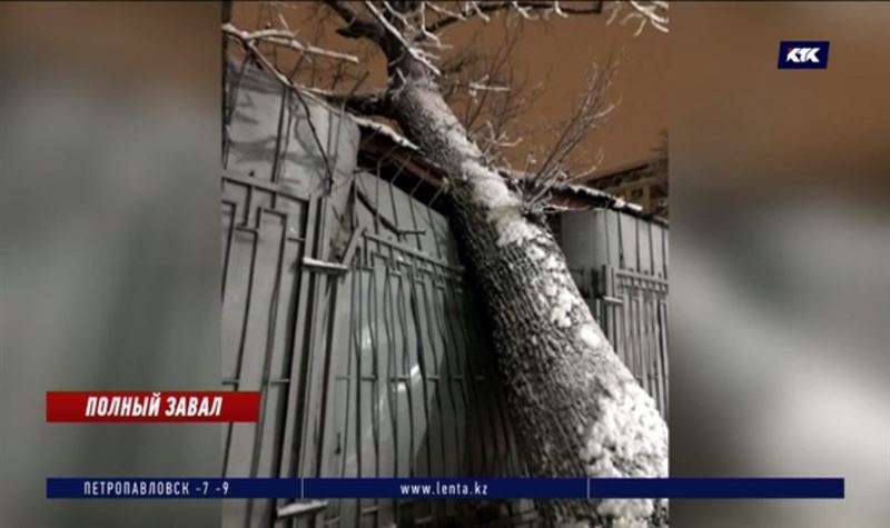 Старое дерево разрушило здание алматинской психбольницы