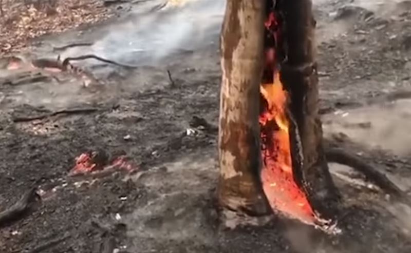 В Австралии, где бушуют пожары, пошли дожди