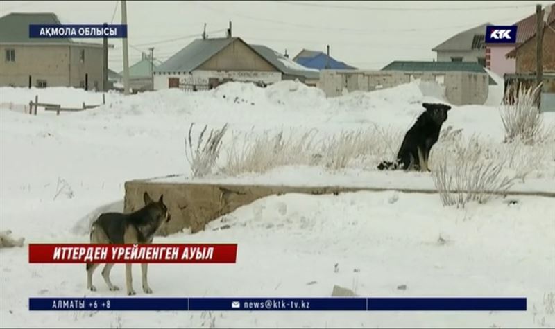 Қояндыда көше кезген иттер балаларға қауіп төндіруде