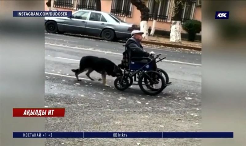 Таразда мүгедек қожайынына қамқор ит жұрт жүрегін елжіретті