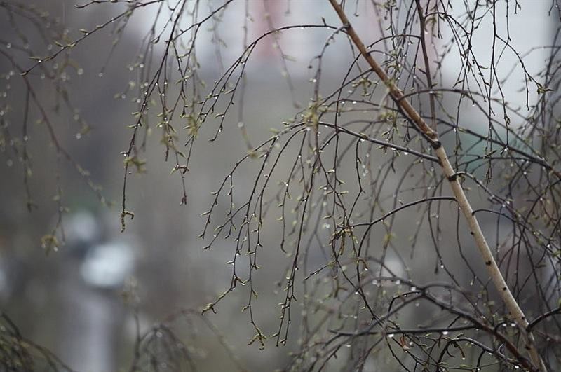 Бүгін республиканың басым бөлігінде жаңбыр жауады 