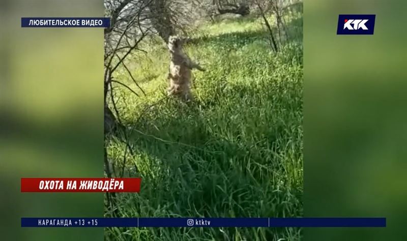 Сельские дети обнаружили трупы повешенных на дереве собак