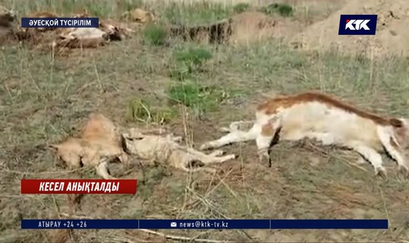 ШҚО: Көкталда пастереллезден мал жаппай қырылған  