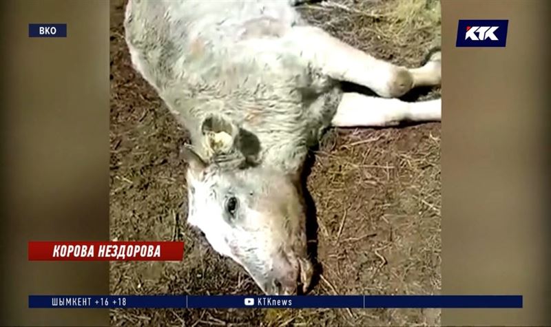 Причиной падежа скота в ВКО стал пастереллез