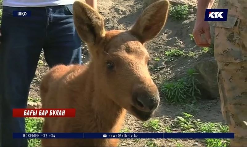 ШҚО-да жетім бұлан хайуанаттар бағына аманат етіп тапсырылды