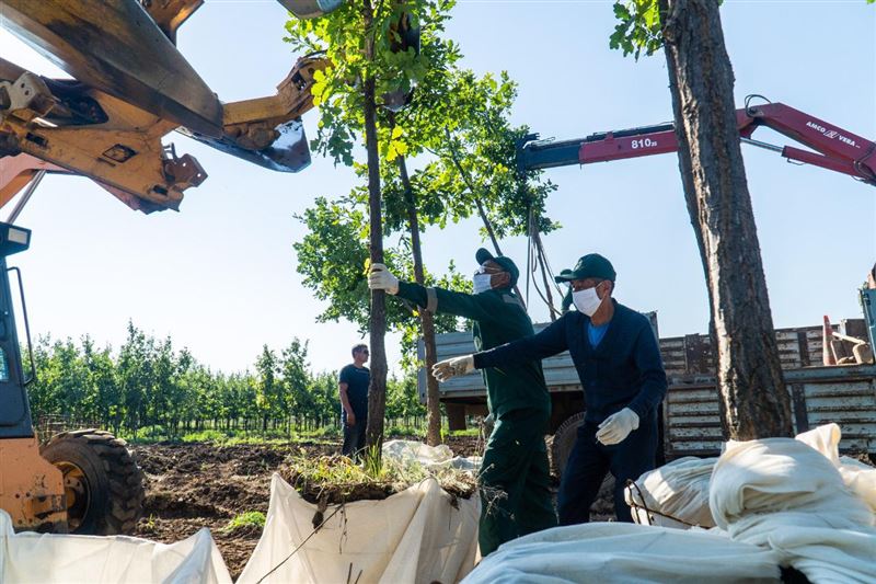 Вдвое увеличили компенсационную посадку при вырубке деревьев в Нур-Султане