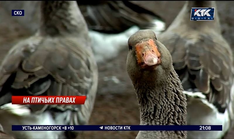 Жители СКО не знают, что делать с выжившей птицей