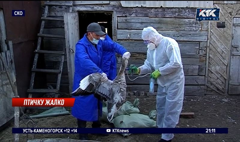 Птицеводы СКО ждут компенсации за погибшую живность