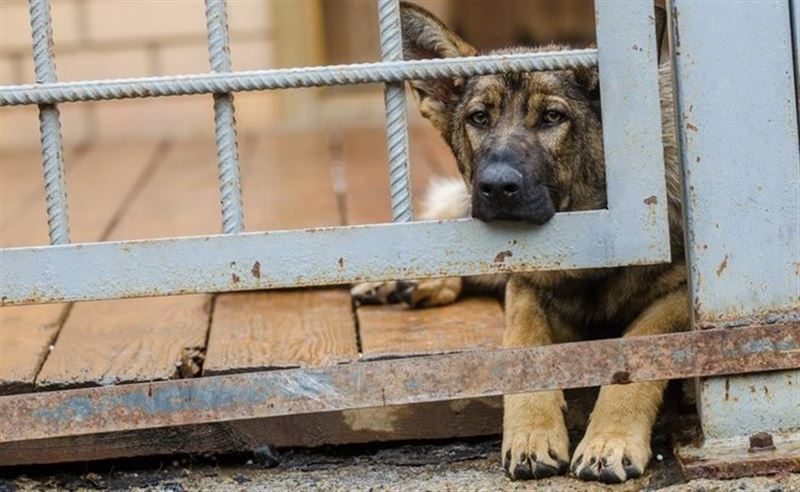 Столичного чиновника наказали за недействительный документ касательно отлова животных