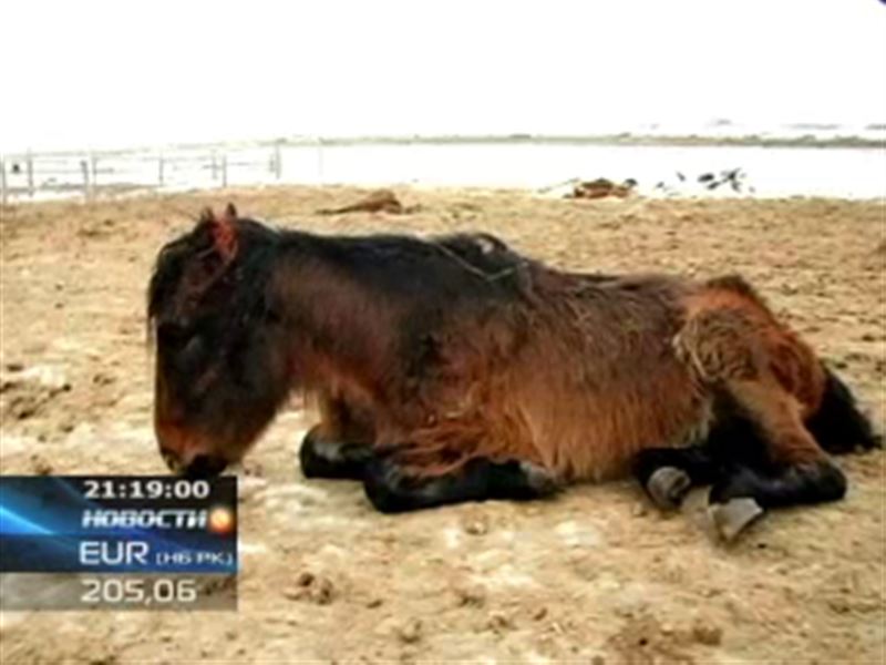 В Павлодарской области продолжается массовый падёж скота