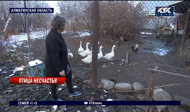 Сельчане под Алматы опасаются птичьего гриппа