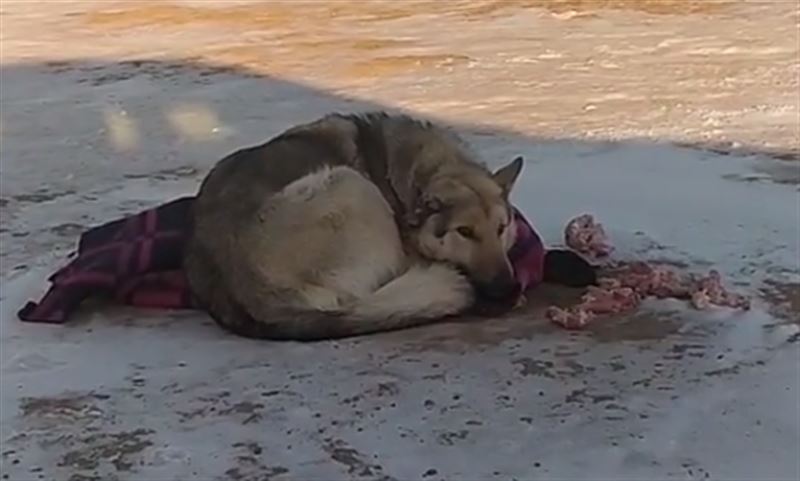 Собаку с отстреленным ухом сняли на видео в Акмолинской области