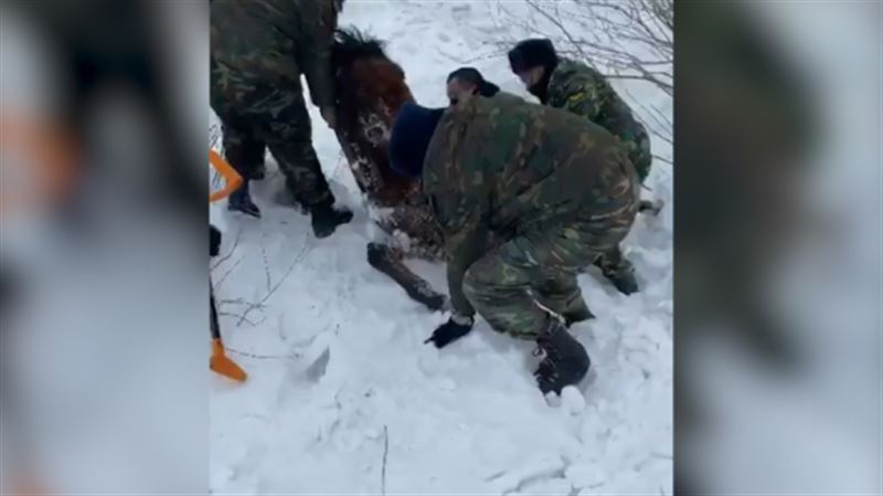 Курсанты спасли замерзающую лошадь