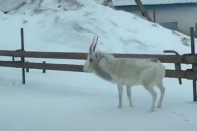 Ақмола облысында ауылға киік кіріп кетті