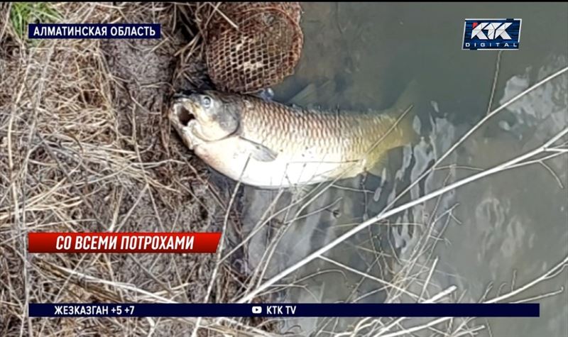 Рыба массово гибнет на прудах Алматинской области