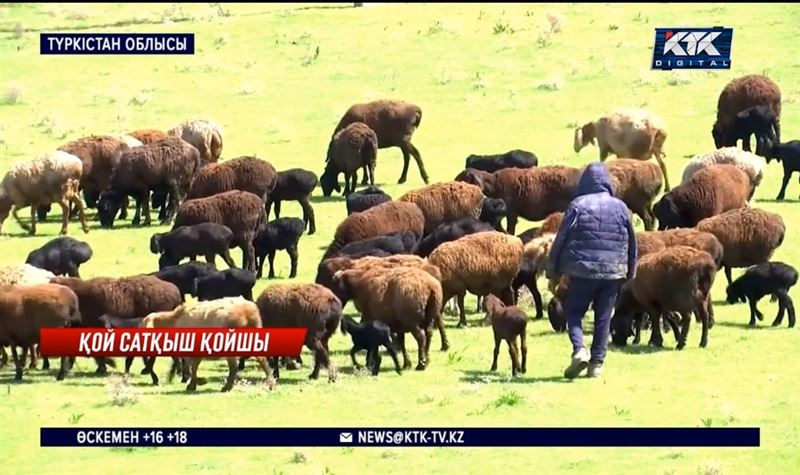 Сенген қойын сатып жіберген – Түркістан облысы