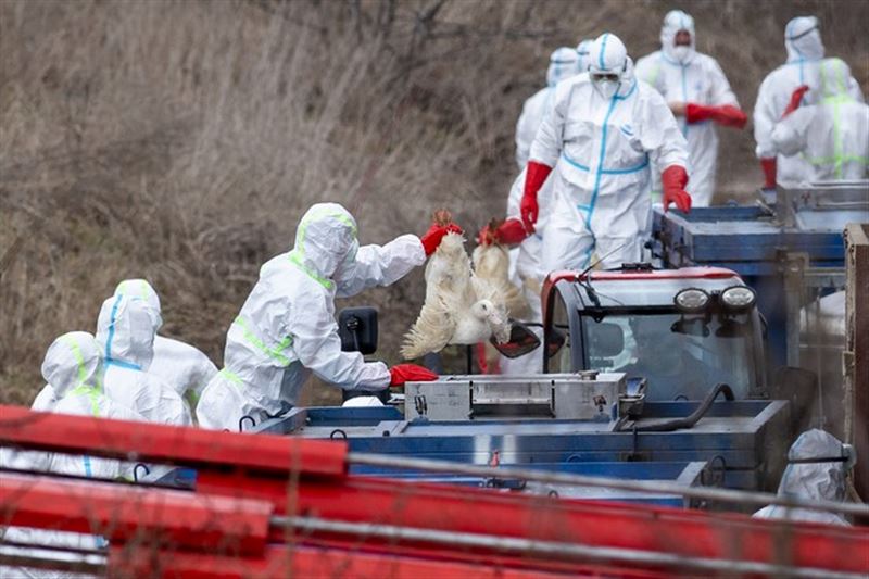 В Китае зафиксировали первый случай заражения человека птичьим гриппом H10N3