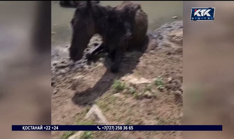 Арал ауданында төтенше жағдай жариялануы мүмкін