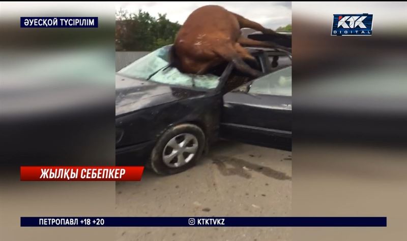 Алматы облысында зулаған көлікке соғылған жылқы сеспей қатты