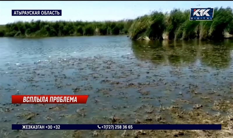 Причину мора рыбы выясняют в Атырауской области