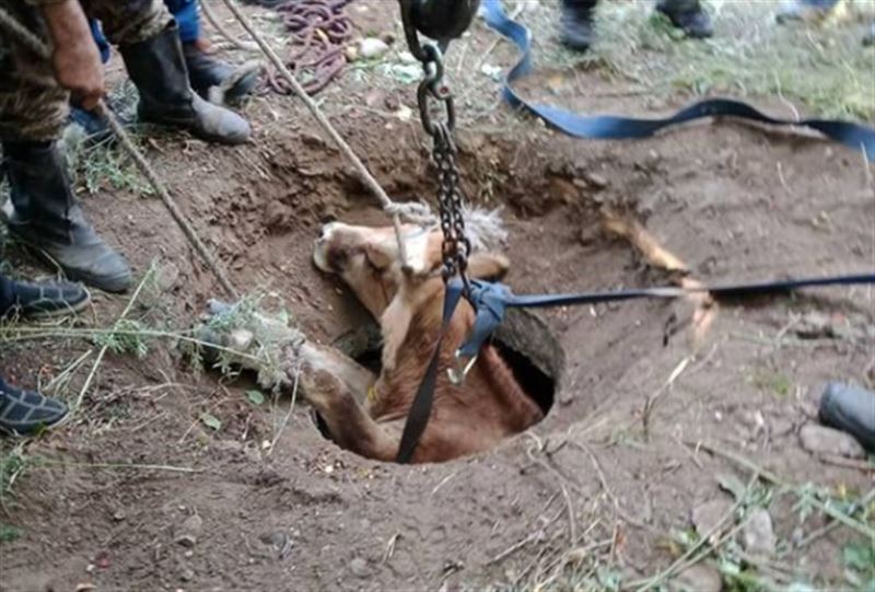 Корова провалилась в люк в Восточном Казахстане