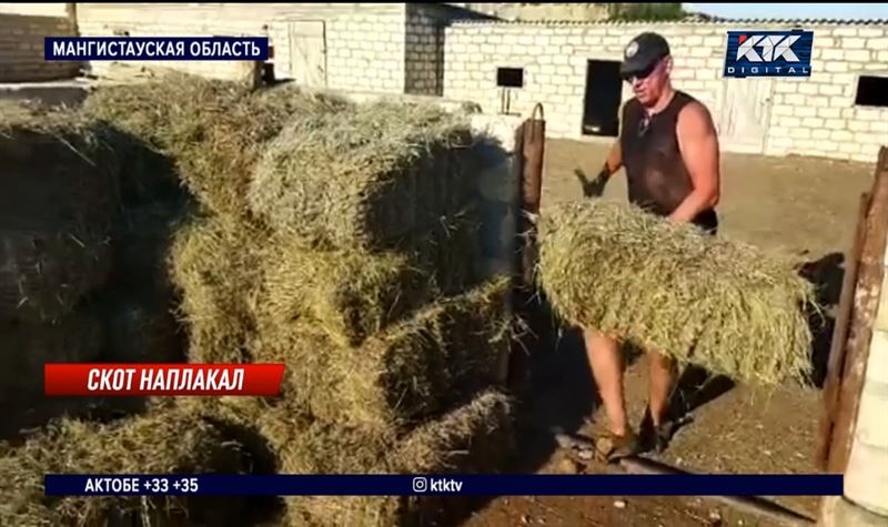 Волонтеры спасают голодающий скот в Мангистауской области