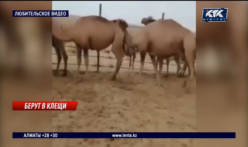 Клещи атаковали домашний скот в Мангистауской области