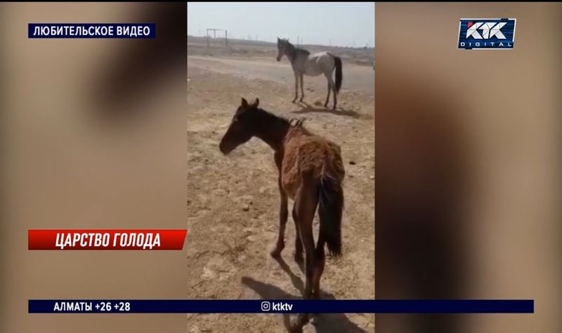 Песок вместо сена: из-за отсутствия кормов в Мангистау погибает скот