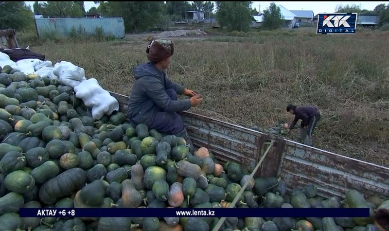 «Это беспредел»: в Алматинской области бахчевые засохли без полива  